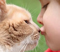 Кошачий лишай фото