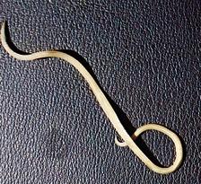 Таблетки от глистов фото