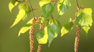 березовые почки от воспаления