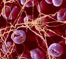 Норма тромбоцитов в крови