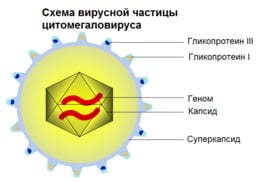 Цитомегаловирус симптомы