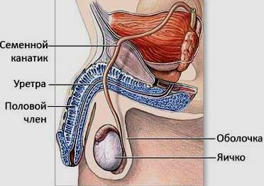 Везикулит причины