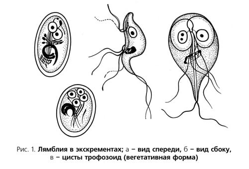Лямблии у взрослых фото